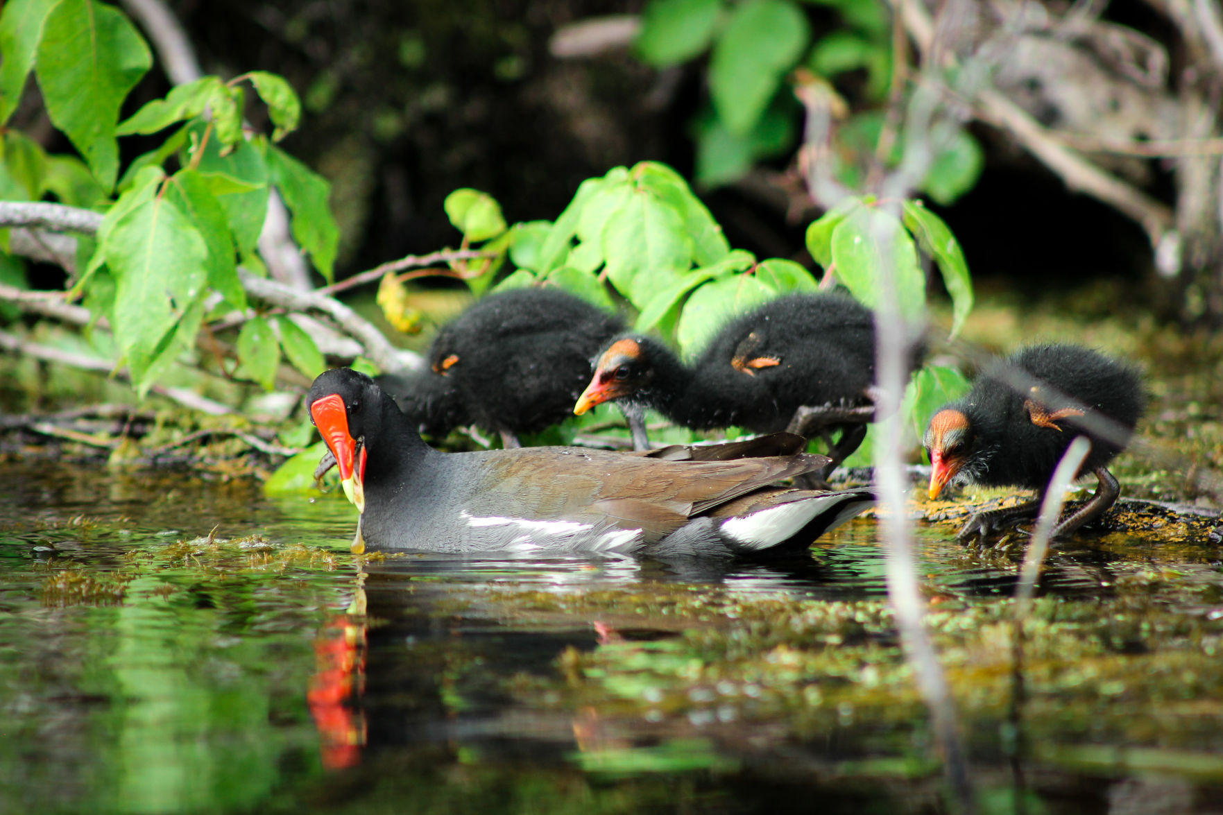 Common Gallinule